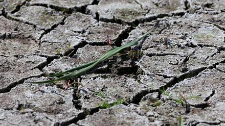 Die anhaltende Dürre hat zunehmend Folgen für Wald und Landwirtschaft.