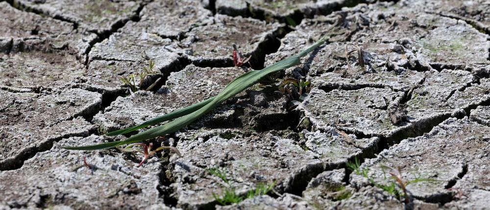 Die anhaltende Dürre hat zunehmend Folgen für Wald und Landwirtschaft.