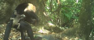 Die vom Max-Planck-Institut für Verhaltensbiologie veröffentlichte, Aufnahme zeigt, wie junge Männchen einer Kapuzineraffen-Gruppe kleine Brüllaffen verschleppen und sie herumtragen.