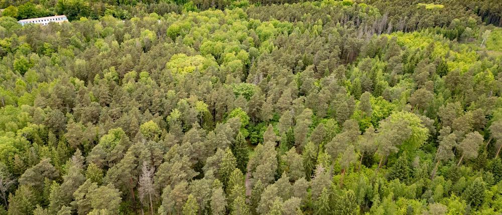 Tod einer 21-Jährigen im Wald - Ermittlungen gegen Jugendlichen wegen Totschlags 