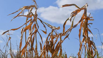 Langfristige Sommerprognosen von Wetterdiensten zeigen Tendenzen, liefern aber keine konkreten Vorhersagen für einzelne Tage oder Wochen.