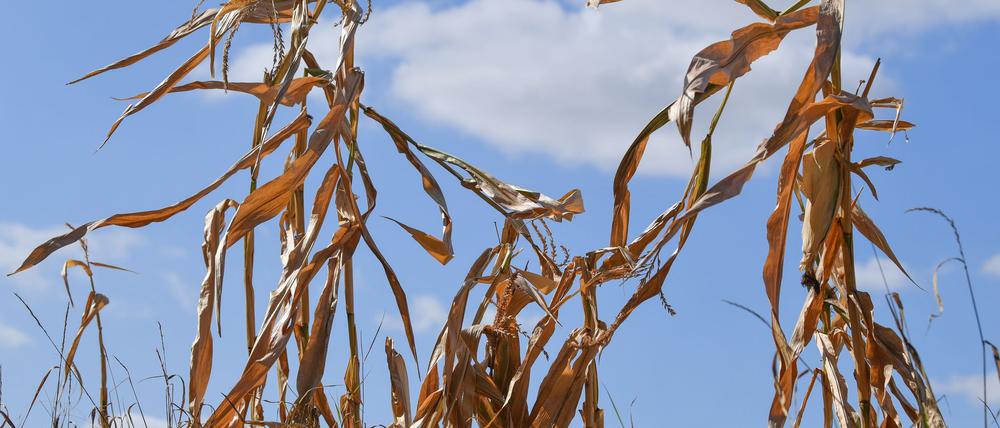 Langfristige Sommerprognosen von Wetterdiensten zeigen Tendenzen, liefern aber keine konkreten Vorhersagen für einzelne Tage oder Wochen.