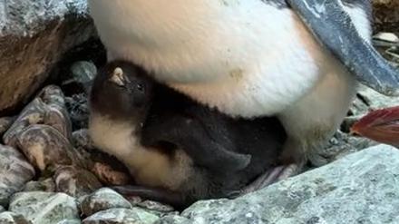 Das Pinguinküken wurde am 30. April geboren.