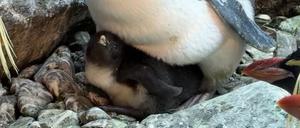 Das Pinguinküken wurde am 30. April geboren.