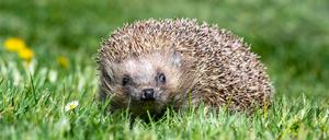 Igel sind durch Mähroboter besonders gefährdet.