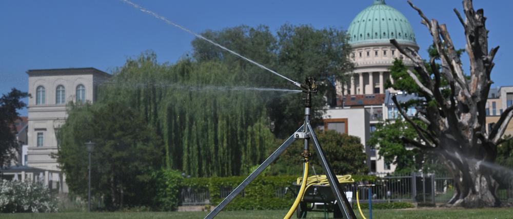 Auf der Freundschaftsinsel kommen wegen der langen Trockenheit bereits Rasensprenger zum Einsatz. 