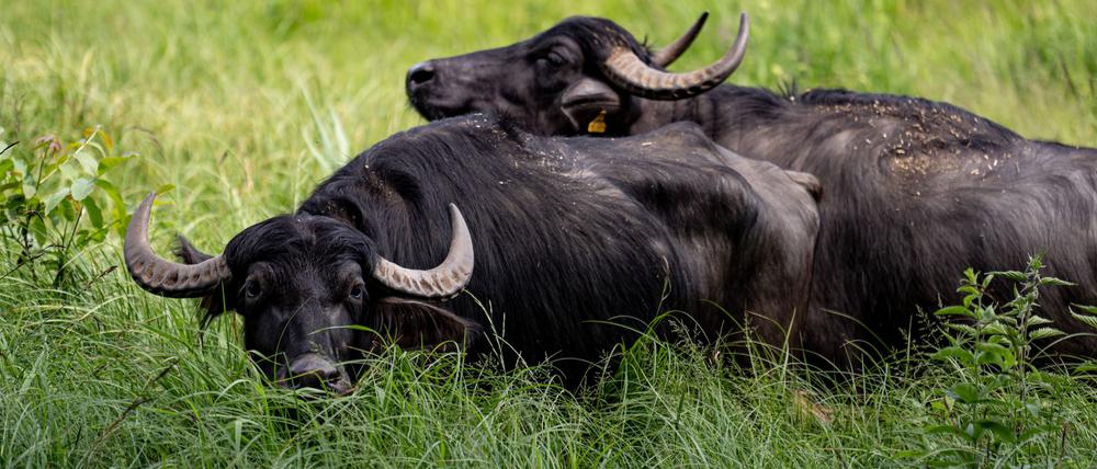 Zwei Kühe mit jeweils einem Kalb weiden bald auf der Insel (Archivbild).