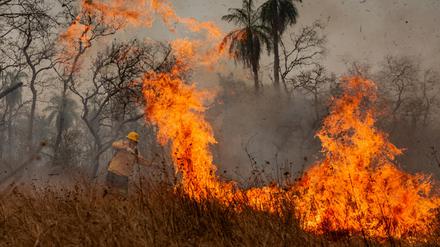 Feuer waren die Hauptursache für den großen Waldverlust. (Archivbild)