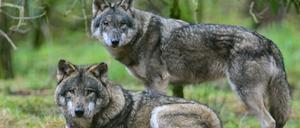 Es sind Neuregelungen im Umgang mit Wölfen und für ihren Abschuss geplant. (Archivbild) 