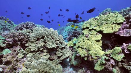 Korallenriffe sind Hotspots der Artenvielfalt und akut bedroht. Aber sie können davon profitieren, wenn zugleich Schutzmaßnahmen auf dem Land und im Meer ergriffen werden.