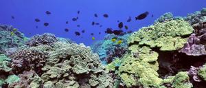 Korallenriffe sind Hotspots der Artenvielfalt und akut bedroht. Aber sie können davon profitieren, wenn zugleich Schutzmaßnahmen auf dem Land und im Meer ergriffen werden.