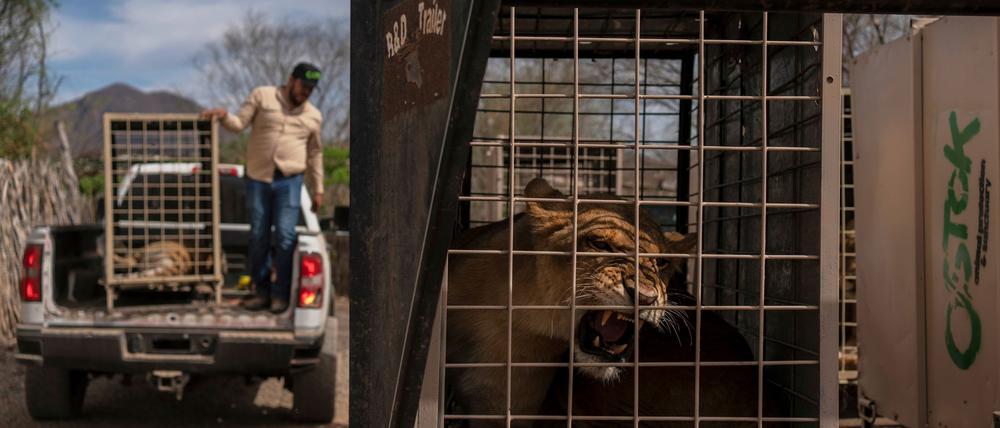 Das Wildtierreservat Ostok wurde 2021 gegründet.