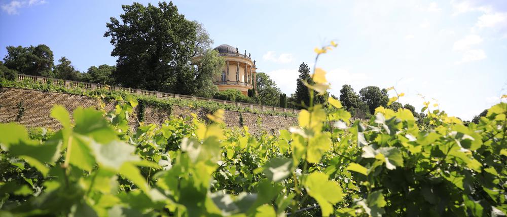Am Wochenende werden beim 13. Königlichen Weinfest die Jahrgansweine des Königlichen Weinbergs Potsdam vorgestellt.