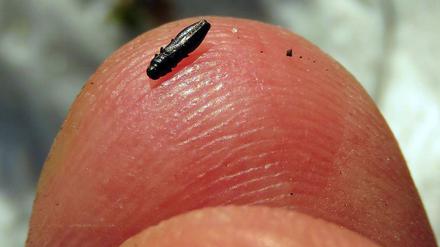 Der Glänzendschwarze Furchenstirn-Prachtkäfer ist nur etwa drei Millimeter groß.