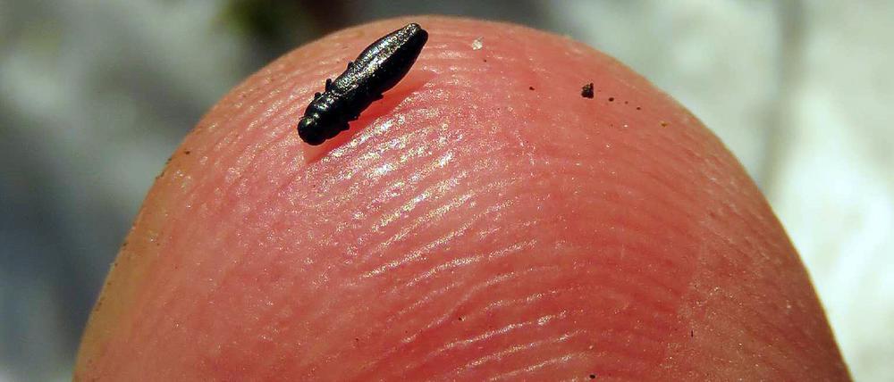 Der Glänzendschwarze Furchenstirn-Prachtkäfer ist nur etwa drei Millimeter groß. 