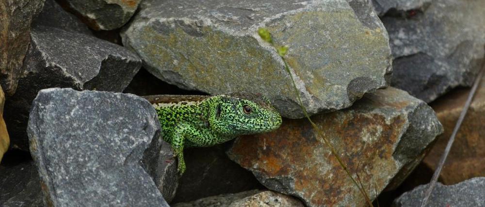 Eine männliche Zauneidechse im Bahnschotter in Brandenburg.
