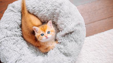 Ohne Zutun des Menschen gäbe es wohl nicht so viele orangerote Katzen. 