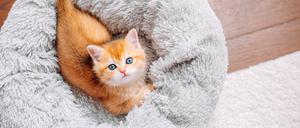 Ohne Zutun des Menschen gäbe es wohl nicht so viele orangerote Katzen. 