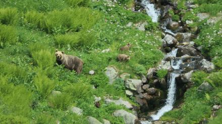 Eine Bärin geht mit ihrem Nachwuchs durch ein Tal in der Westtatra in der Slowakei. (Archivbild)
