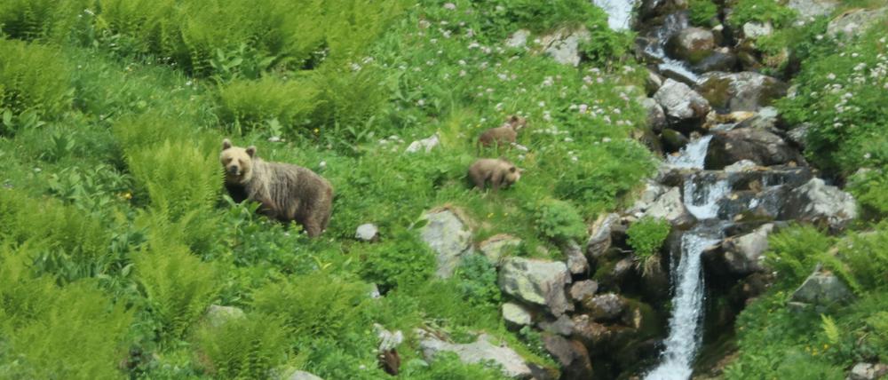 Eine Bärin geht mit ihrem Nachwuchs durch ein Tal in der Westtatra in der Slowakei. (Archivbild)
