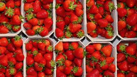 Die Anbaufläche für Erdbeeren geht laut Gartenbauverband in Brandenburg weiter zurück.(Archivbild)