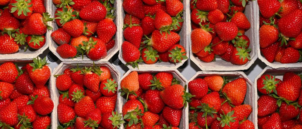 Die Anbaufläche für Erdbeeren geht laut Gartenbauverband in Brandenburg weiter zurück.(Archivbild)