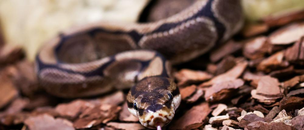Pythons würgen ihre Opfer, können aber auch zubeißen. (Symbolbild)