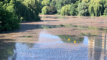 Aufnahme vom Laichkraut auf dem Lietzensee Fotocredit: Bürger für den Lietzensee e.V.