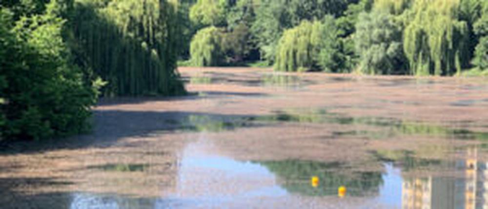 Aufnahme vom Laichkraut auf dem Lietzensee Fotocredit: Bürger für den Lietzensee e.V.