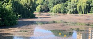 Aufnahme vom Laichkraut auf dem Lietzensee Fotocredit: Bürger für den Lietzensee e.V.