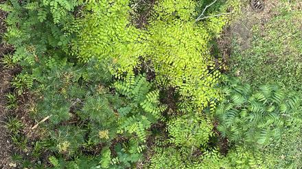 Draufsicht auf eine vielblättrige Pflanzinsel im neu gestalteten Innenhof des Kunstgewerbemuseums: Robinien, Geweihbäume, Essigbaum und die Eberesche Dodong.