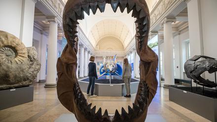 Ins riesige Maul des Megalodon passte so ziemlich jedes andere Meereslebewesen. (Archivbild)