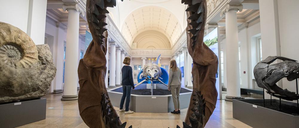 Ins riesige Maul des Megalodon passte so ziemlich jedes andere Meereslebewesen. (Archivbild)