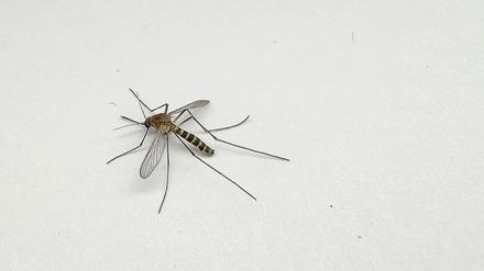 Die Gelbfiebermücke ist nach der Krankheit benannt, die sie übertragen kann. Ihre Bekämpfung in Gebieten, in die sie verbreitet wurde, verursacht hohe Kosten.