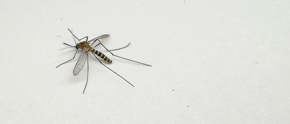 Die Gelbfiebermücke ist nach der Krankheit benannt, die sie übertragen kann. Ihre Bekämpfung in Gebieten, in die sie verbreitet wurde, verursacht hohe Kosten.