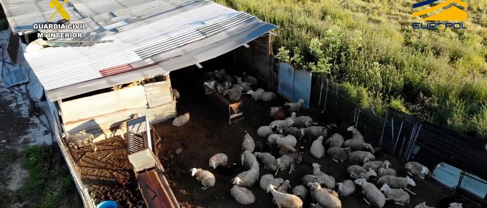 Auf dem von der spanischen Guardia Civil zur Verfügung gestellten Bild ist ein Schlachthof zu sehen, der Fleisch von zum Teil stark unterernährten und kranken Schafen und Ziegen illegal vertrieben haben soll.