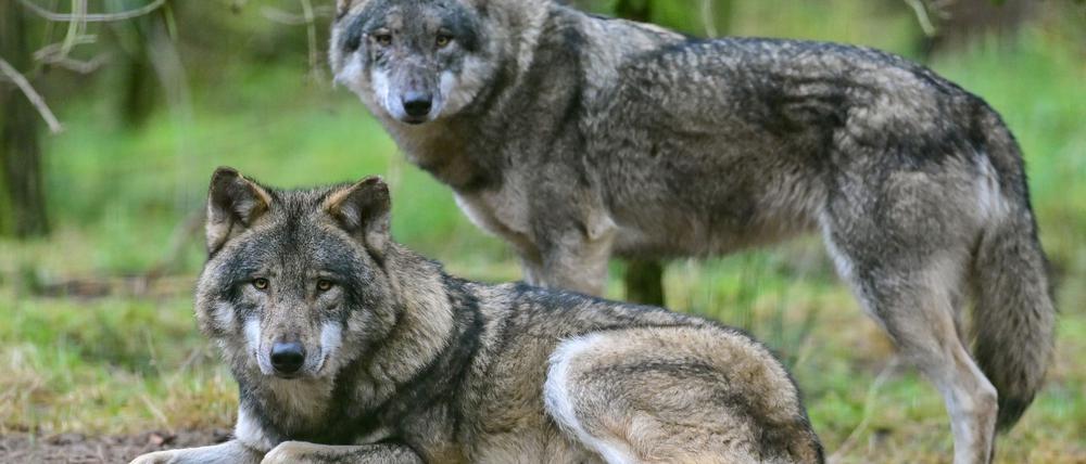 Mit vermehrten Abschüssen will Brandenburg die Wolfspopulation verringern und den Schutz von Nutz- und Weidetieren erhöhen. (Symbolbild)