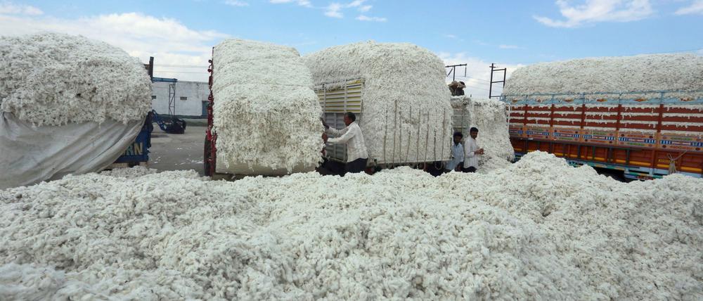 In Indien wird gentechnisch veränderte Baumwolle geerntet. In Europa kämen nur Pflanzensorten zum Einsatz, die auch gezüchtet werden könnten. 