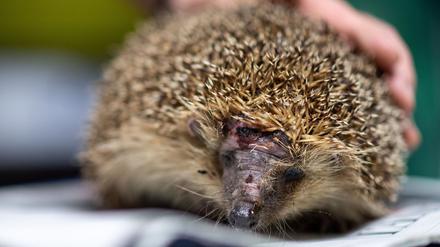 Mähroboter sind wahre Todesfallen für Igel. (Foto-Archiv)