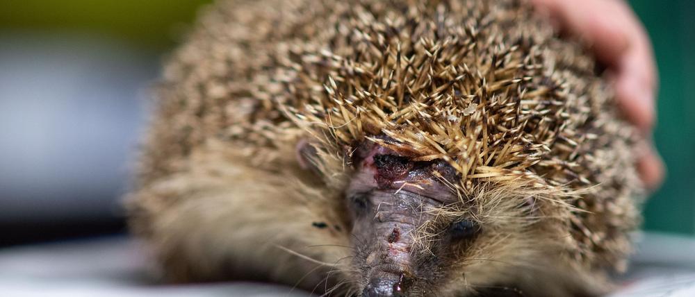 Mähroboter sind wahre Todesfallen für Igel. (Foto-Archiv)