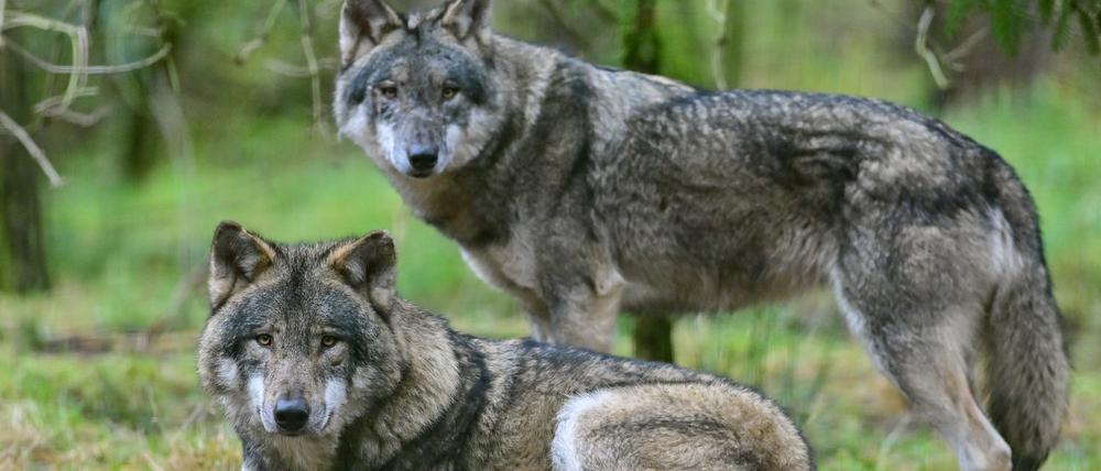 ARCHIV - 18.12.2021, Brandenburg, Groß Schönebeck: Mit vermehrten Abschüssen will Brandenburg die Wolfspopulation verringern und den Schutz von Nutz- und Weidetieren erhöhen.  (zu dpa: «Deutlich weniger Wolfsschäden durch richtigen Herdenschutz») Foto: Patrick Pleul/dpa +++ dpa-Bildfunk +++