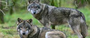 Mit vermehrten Abschüssen will Brandenburg die Wolfspopulation verringern und den Schutz von Nutz- und Weidetieren erhöhen.