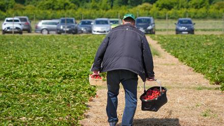 Viele Erdbeerhöfe informieren tagesaktuell über die Öffnungszeiten. 