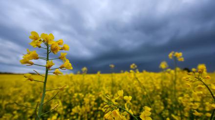 Hinter einem Rapsfeld ziehen Regenwolken auf. (Symbolbild)