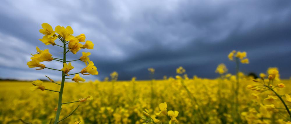 Hinter einem Rapsfeld ziehen Regenwolken auf. (Symbolbild)