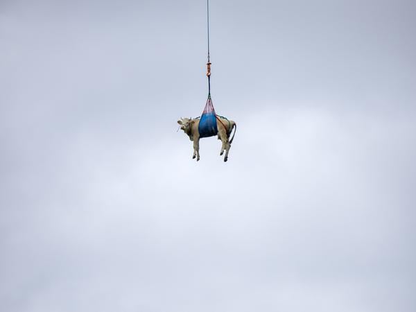 Eine Kuh wird mit einem Hubschrauber aus dem Bergsturzgebiet beim Bietschhorn im Lötschental zu einem Bauernhof geflogen.