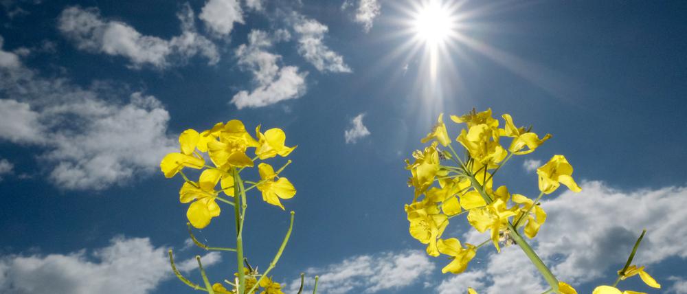 09.05.2025, Sachsen, Brinnis: Raps blüht auf einem Feld in Nordsachsen. 