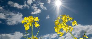 09.05.2025, Sachsen, Brinnis: Raps blüht auf einem Feld in Nordsachsen. 