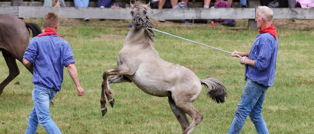 Schnelligkeit und Fitness brauchten die Fänger der jungen kräftigen Hengstfohlen.