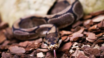 22.06.2020, Hamburg: Die Königspython „Elfriede“ liegt in ihrem Terrarium im Hamburger Tierheim.